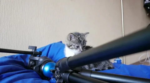 Cute little cat playing and having fun Видео 57300644