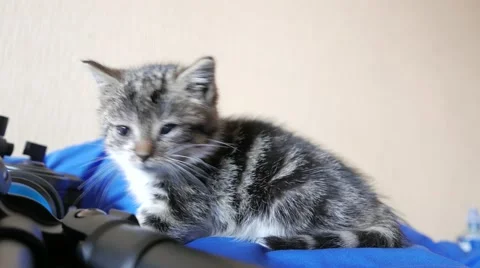 Cute little cat playing and having fun 動画素材 57300658