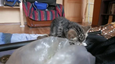 Cute little cat playing and having fun Stock Footage 57300692