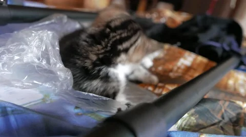 Cute little cat playing and having fun Vidéo 57300811