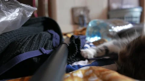 Cute little cat playing and having fun Vídeo Stock 57300904