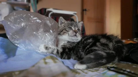 Cute little cat playing and having fun Видео 57301187