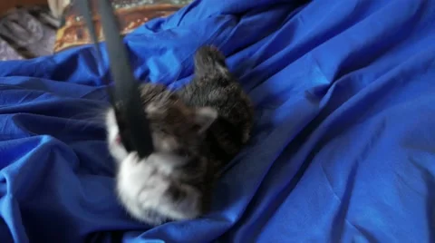 Cute little cat playing and having fun Vidéo 57301522