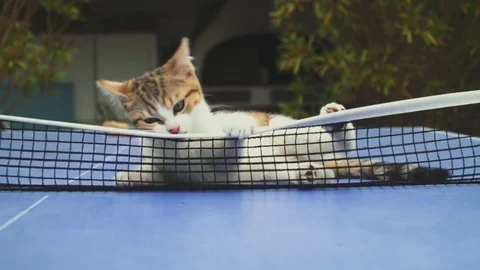 Cute little cat playing with the net of a ping pong table Stock Footage
