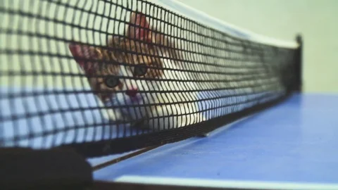Cute little cat playing with the net of a ping pong table from a side angle Stock Footage 77650539