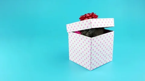 Cute little cat with red bow, get out from the gift box Stock Footage 74227255