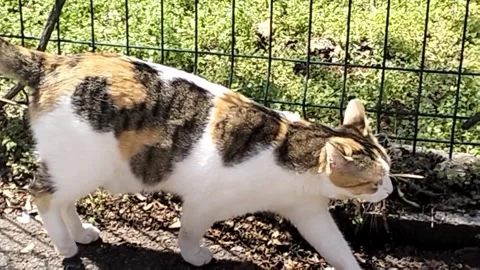 Cute little cat walking Stock Footage 308157129
