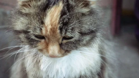 Cute little cat washes itself in slow motion Stock Footage 78552112
