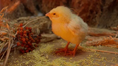 A cute little chick is actively exploring its surroundings while foraging for Stock Footage 306687719