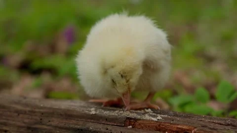 A cute little chick is exploring the ground out in nature, filled with wonder Stock Footage 308326357