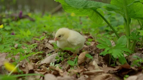 A cute little chick is foraging in its natural environment, exploring its Stock Footage 308326409