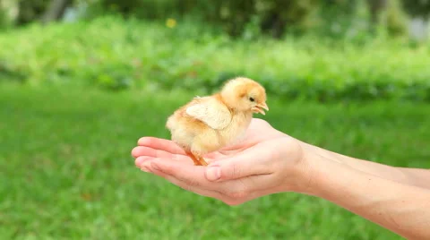 Cute little chick in hands. Video stock 69084456