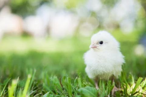Cute little chick Stock Photos