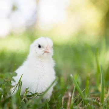 Cute little chick Stock Photos