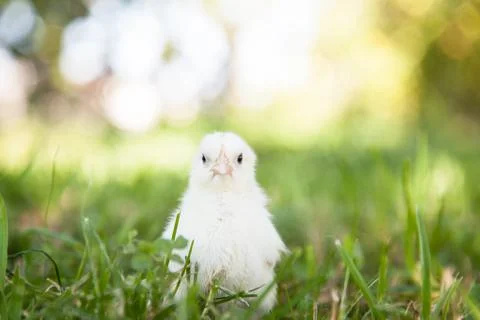 Cute little chick Stock Photos