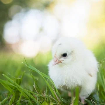 Cute little chick Stock Photos