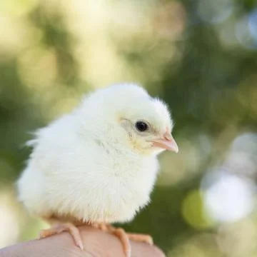 Cute little chick Stock Photos