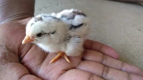 Cute little chick standing on human hand and looking around Stock Footage 126081419