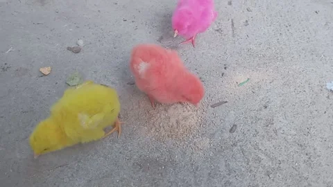 Cute little chicken on the ground Stock Footage 289300904