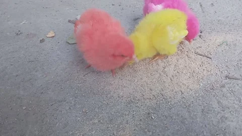 Cute little chicken on the ground Stock Footage 289302853