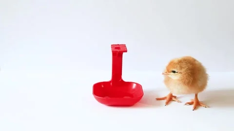 Cute little chicken on white background with red plastic waterer Stock Footage 314709752