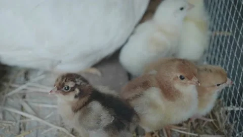 Cute little chicks close to her mom chicken. Nice and beutiful chicks just borne Stock Footage 137006546
