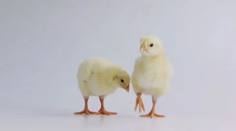 Cute little chicks Video stock 23115928