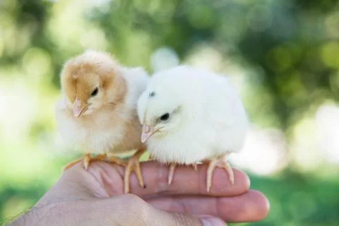Cute little chicks Stock Photos