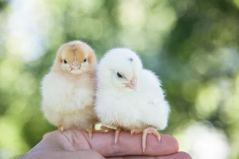 Cute little chicks Stock Photos