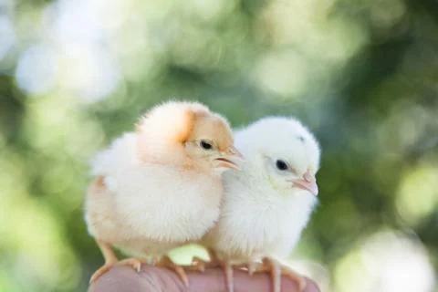 Cute little chicks Stock Photos