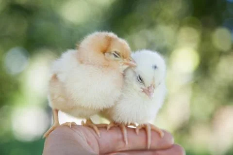 Cute little chicks Stock Photos