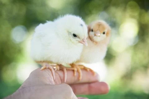 Cute little chicks Foto stock