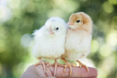 Cute little chicks Stock Photos
