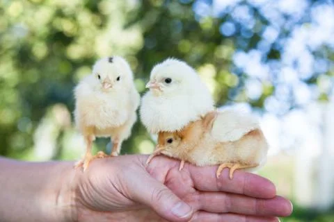 Cute little chicks Stock Photos