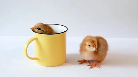 Cute little chicks on white background with yellow ceramic cup Stock Footage 314709763