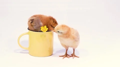 Cute little chicks on white background with ceramic cup and yellow primrose Stock Footage 314709798
