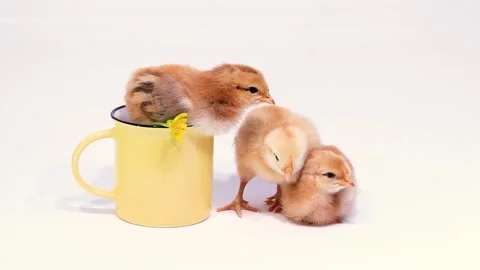 Cute little chicks on white background with ceramic cup and yellow primrose Stock Footage 314709799