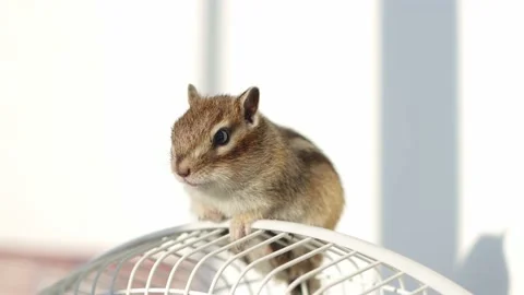 Cute little chipmunk. Stock Footage 232788930