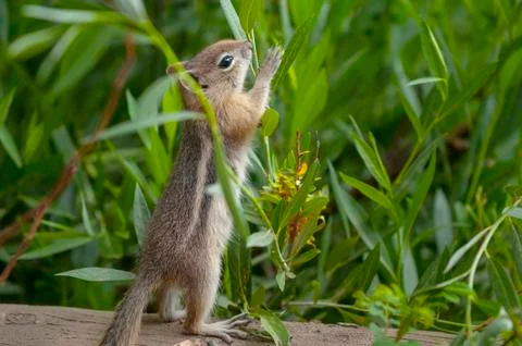 Cute little chipmunk Stock Photos