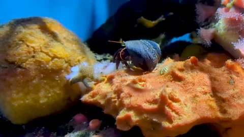 Cute little crab Stock Footage 211885006