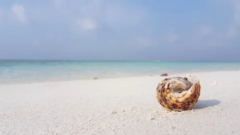 Cute little crab walking away with its shell on the tropical beach Stock Footage
