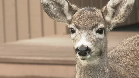 Cute Little Deer Close Up Stock Footage 69743688