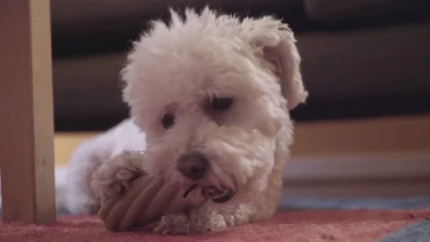 Cute little dog chewing on a big bone. He is a poodle terrier mix. Stock Footage 80831712