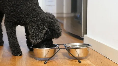 Cute little dog (poodle) eats Stock Footage 124801198