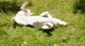 Cute Little Dog Wallowing and Rolling over on the Lawn. HD Footage