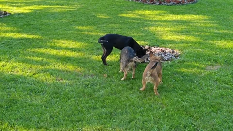 Cute little dogs Stock Footage 313561541