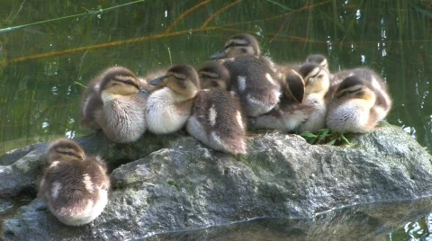 Cute, Little Ducklings Stock Footage 617366