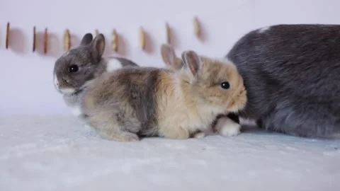 Cute little Easter bunnies with their mother on table. Easter holiday concept. Stock Footage 287725268