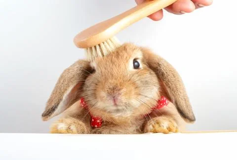 Cute little easter bunny Stock Photos