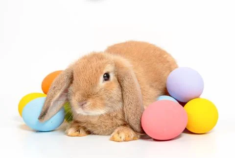 Cute little easter bunny Stock Photos
